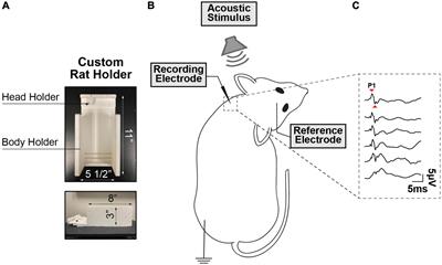 A reliable and reproducible protocol for sound-evoked vestibular myogenic potentials in rattus norvegicus